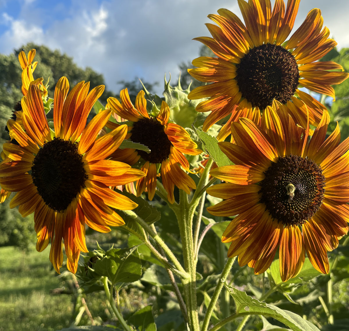 Manual Lymphatic Drainage