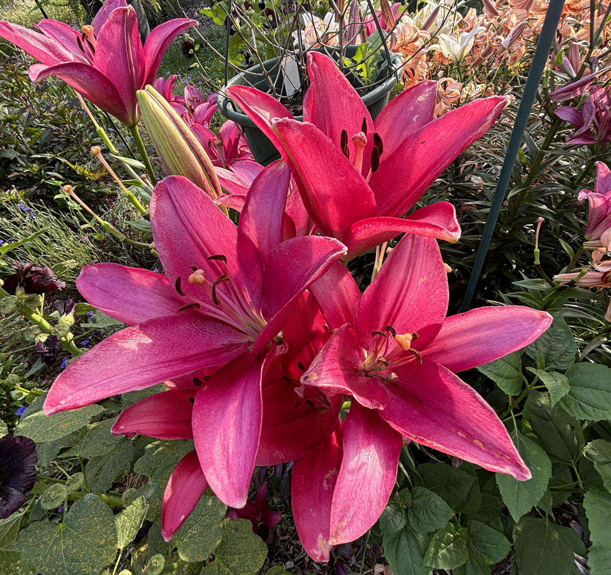 Life and Wellness Coaching