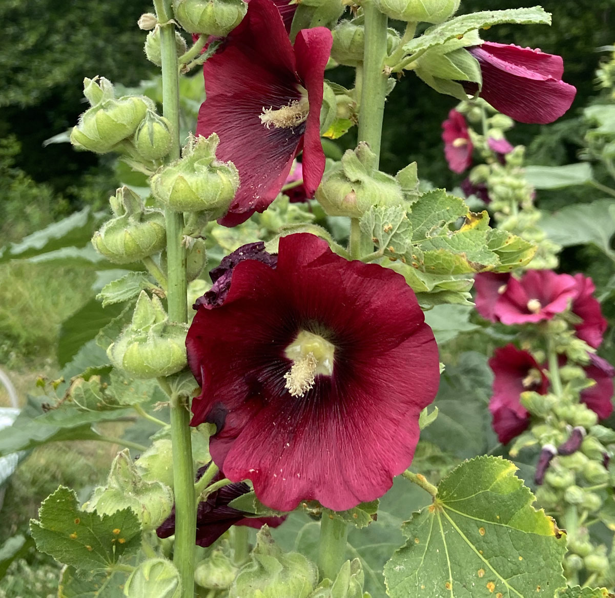 Hollyhocks