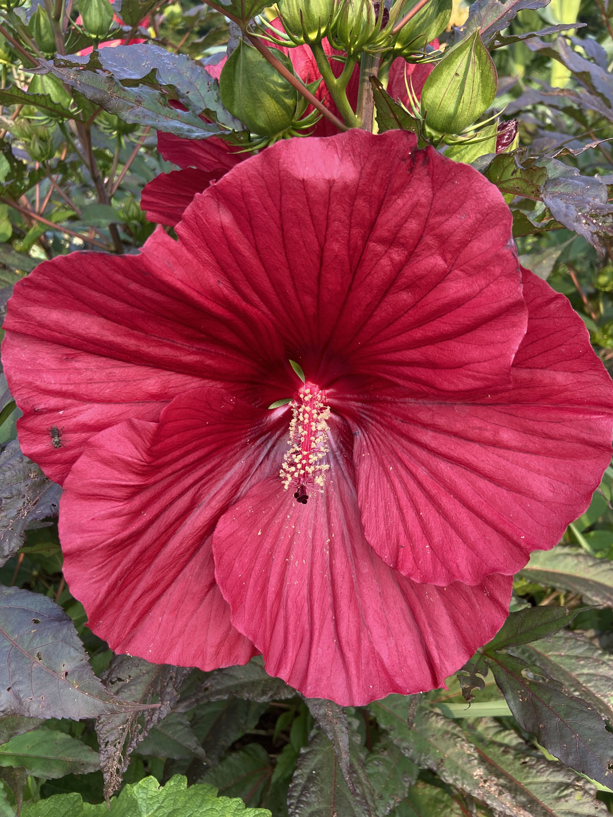 Hibiscus